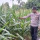 Polsek BP Peliung Intensifkan Pemantauan Tanaman Jagung, Dukung Ketahanan Pangan Nasional