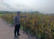 Dukung Ketahanan Pangan, Bhabinkamtibmas Polsek Madang Suku I Monitoring Lahan Jagung Warga