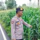 Pantau Pertumbuhan Jagung di Negeri Pakuan, Kanit Patroli Polsek BP Peliung Optimalkan Lahan Produktif