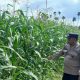 Cek Lahan Jagung di Banu Ayu, Anggota Polsek BP Peliung Perkuat Pendampingan Ketahanan Pangan