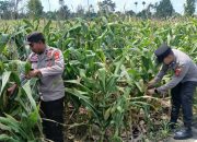 Kanit Bimas Polsek BP Peliung Rutin Pantau Lahan Jagung, Dorong Ketahanan Pangan di Desa Pahang Asri