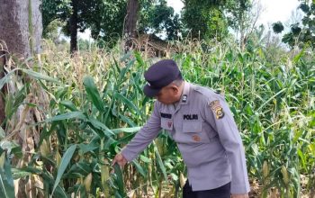 Pagi Hari di Pulau Negara, Aiptu Rusmiyadi Pantau Langsung Pertumbuhan Jagung di Lahan Ketahanan Pangan