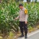 Brigpol Ferdy Tinjau Lahan Jagung di Banu Mas, Dorong Warga Manfaatkan Lahan Kosong