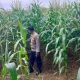 Kanit Binmas Polsek BP Peliung Gencarkan Pemantauan Jagung di Pulau Negara, Perkuat Ketahanan Pangan