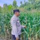 Aiptu Rusmiyadi Rutin Monitoring Lahan Jagung, Dorong Produktivitas Pangan di BP Peliung