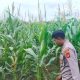 Monitoring Intensif di Negeri Agung, Kanit Binmas BP Peliung Pastikan Pertumbuhan Jagung Optimal