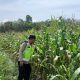 Dukung Ketahanan Pangan, Bhabinkamtibmas Polsek BP Peliung Rutin Pantau Pertumbuhan Jagung di Lahan Produktif
