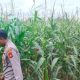 Kanit Binmas Polsek BP Peliung Tinjau Langsung Lahan Jagung, Perkuat Ketahanan Pangan Lokal