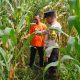Dukung Program Ketahanan Pangan, Bhabinkamtibmas Polsek Madang Suku I Monitoring Lahan Jagung Warga