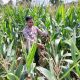 Cek Rutin Lahan Jagung, Polsek BP Peliung Perkuat Program Ketahanan Pangan di Desa Bantan