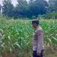 Polsek BP Peliung Intensifkan Pemantauan Lahan Jagung Demi Dukung Ketahanan Pangan Nasional