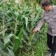 Bhabinkamtibmas Polsek BP Peliung Rutin Pantau Tanaman Jagung, Dukung Ketahanan Pangan Nasional