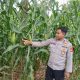 Monitoring Rutin Jagung di Desa Banu Mas, Polisi Dorong Optimalisasi Lahan Kosong