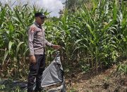 Polisi Turun ke Lahan, Pantau Pertumbuhan Jagung untuk Perkuat Ketahanan Pangan di OKU Timur