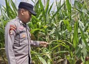 Polsek BP Peliung Intensif Pantau Tanaman Jagung, Dukung Ketahanan Pangan Nasional