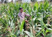 Polsek BP Peliung Intensifkan Pemantauan Lahan Jagung, Dukung Ketahanan Pangan Nasional