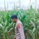 Kanit Bimas Polsek BP Peliung Tinjau Lahan Jagung, Dorong Produktivitas Ketahanan Pangan di Desa Banu Ayu