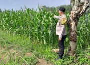 Brigpol Suyudi Tinjau Lahan Jagung Warga di Belitang Madang Raya, Perkuat Ketahanan Pangan