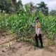 Bhabinkamtibmas Polsek Belitang II Cek Lahan Jagung Warga, Dukung Program Ketahanan Pangan
