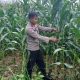 Kanit Binmas Polsek BP Peliung Tinjau Lahan Jagung di Negeri Agung, Dorong Produktivitas Warga