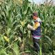 Cek Lahan Pagi Hari di Desa Banu Mas, Bhabinkamtibmas Pastikan Tanaman Jagung Tumbuh Maksimal