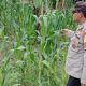 Monitoring Pagi Hari, Bhabinkamtibmas Polsek BP Peliung Pastikan Pertumbuhan Jagung di Bantan Pelita Optimal