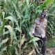 Bhabinkamtibmas Polsek BP Peliung Perkuat Ketahanan Pangan Lewat Pengawasan Lahan Jagung di Bantan Pelita