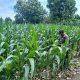 Bhabinkamtibmas Polsek BP Peliung Lakukan Monitoring Rutin Lahan Jagung di Desa Bantan
