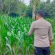 Bhabinkamtibmas Polsek BP Peliung Rutin Pantau Pertumbuhan Jagung, Dukung Program Ketahanan Pangan Nasional
