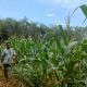 AIPTU Made Sudarsa Tinjau Lahan Jagung Warga di Belitang II, Dukung Ketahanan Pangan Nasional