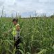 AIPDA Saleh Monitoring Lahan Jagung, Polsek Madang Suku I Dukung Program Ketahanan Pangan Nasional
