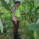 Bhabinkamtibmas Polsek BP Peliung Aktif Dampingi Petani Jagung di Desa Banu Ayu