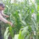 AIPTU Rusmiyadi Tinjau Lahan Jagung di Desa Bantan, Wujud Nyata Dukungan Ketahanan Pangan