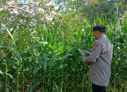 Brigpol Willy Monitoring Lahan Jagung di Desa Bantan, Wujud Dukungan Polsek BP Peliung terhadap Ketahanan Pangan