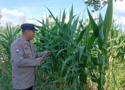 Polsek BP Peliung Rutin Pantau Pertumbuhan Jagung Demi Dukung Program Ketahanan Pangan Nasional