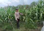 Polsek Belitang II Monitoring Lahan Jagung Warga di Desa Sumber Sari
