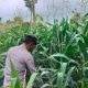 Kanit Prov Polsek BP Peliung Intensif Pantau Pertumbuhan Jagung di Lahan Ketahanan Pangan