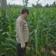 Polsek BP Peliung Aktif Dampingi Petani, Pertumbuhan Jagung di Lahan Ketahanan Pangan Terus Dipantau
