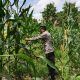 Kasium Polsek BP Peliung Intensif Pantau Pertumbuhan Jagung untuk Dukung Ketahanan Pangan Nasional