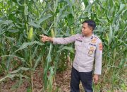 Kanit Bimas Polsek BP Peliung Tinjau Lahan Jagung di Desa Bantan, Wujud Dukungan Ketahanan Pangan