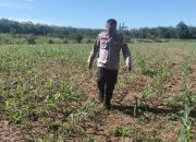 Bhabinkamtibmas Polsek BP Peliung Intensif Pantau Pertumbuhan Jagung Demi Dukung Ketahanan Pangan Nasional