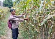 Kanit Bimas Polsek BP Peliung Rutin Pantau Pertumbuhan Jagung di Lahan Ketahanan Pangan