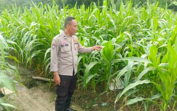 Kanit Binmas Polsek Belitang II Tinjau Lahan Jagung Warga di Desa Sumber Harapan