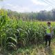 Bhabinkamtibmas Polsek Madang Suku I Monitoring Pertumbuhan Jagung Warga di Belitang Madang Raya