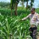 Kanit Binmas Polsek BP Peliung Pantau Pertumbuhan Jagung di Lahan Ketahanan Pangan