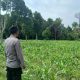 Polsek BP Peliung Intensifkan Monitoring Lahan Jagung di Desa Saung