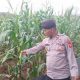 Kanit Patroli Polsek BP Peliung Pantau Pertumbuhan Jagung di Desa Negeri Agung