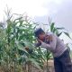 Kasium Polsek BP Peliung Monitoring Tanaman Jagung di Desa Banu Ayu