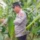 Kasium Polsek BP Peliung Tinjau Lahan Jagung Ketahanan Pangan di Desa Banu Mas