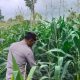 Kanit Provost Polsek BP Peliung Monitoring Pertumbuhan Jagung di Desa Bantan